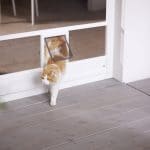 Orange-weiße Katze tritt durch eine Insektenschutz-Haustiertür auf eine Veranda.